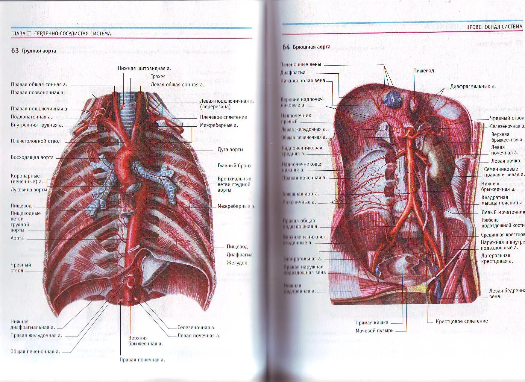 Перикардиальные ветви грудной части аорты. Ветви грудной части аорты анатомия. Перикардиальные ветви грудной части аорты. Бронхиальные ветви грудной аорты. Париетальные и висцеральные ветви грудной аорты.