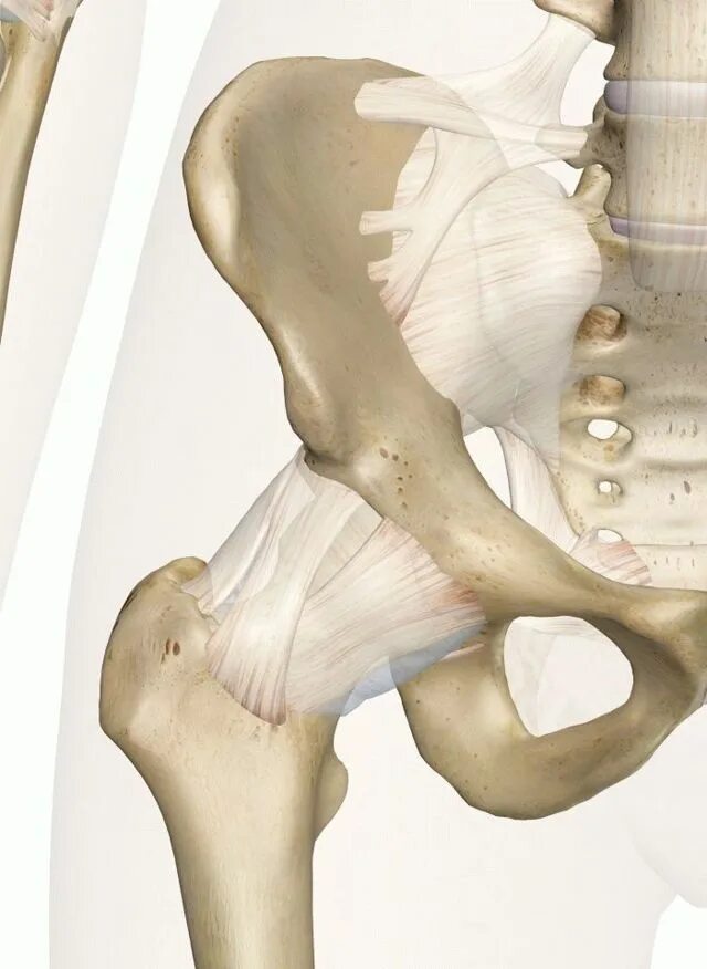 Больной сустав тазобедренный. Капанджи тазобедренный сустав. Тазобедренный сустав сочленяющиеся кости. ТБС сустав анатомия. Тазобедренный суглоб.