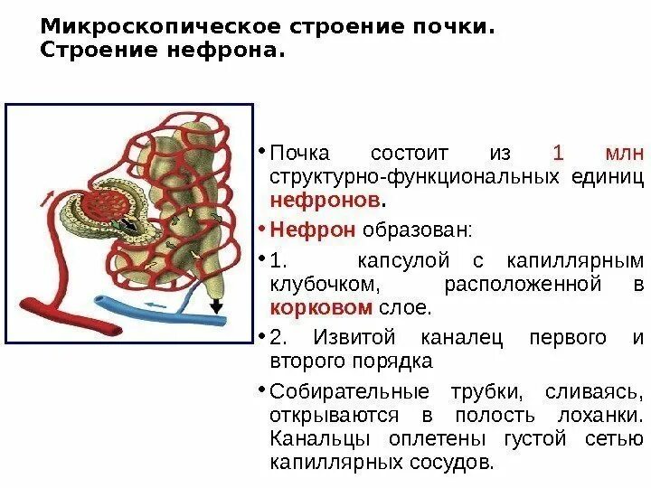 Строение почки и строение нефрона. Микроскопическое строение нефрона. Микроскопическое строение почки нефрон. Строение нефрона рис 57. В чем особенность строения канальца нефрона