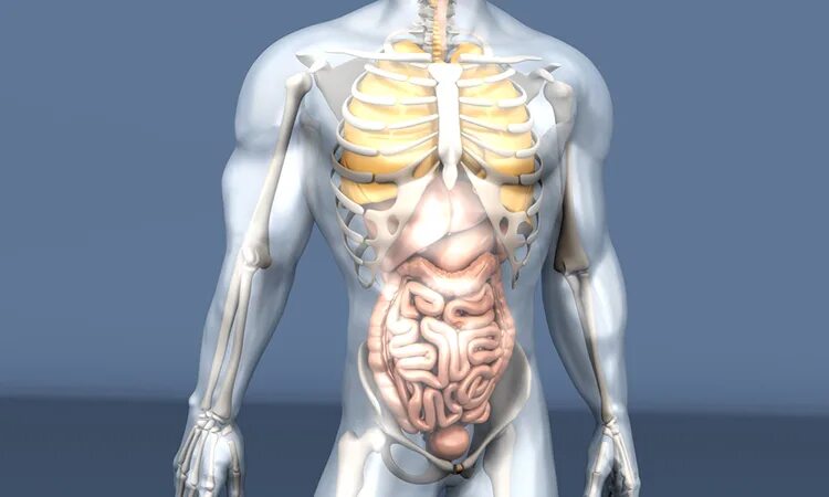 Lymph node - Stock Photos, Royalty Free Images Focused