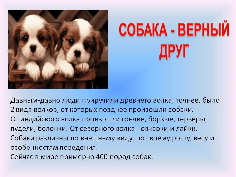 Сочинение про щенка