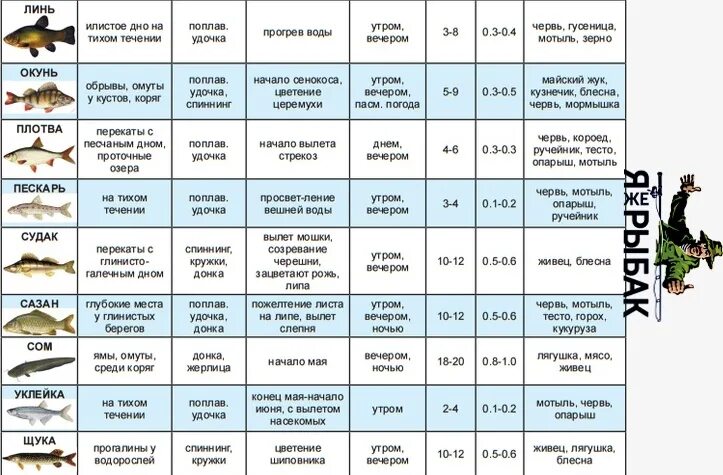 Шпаргалка рыболова. Виды рыбы и на что клюет. Клев различных видов рыбы. Какая рыба на что клюет таблица.