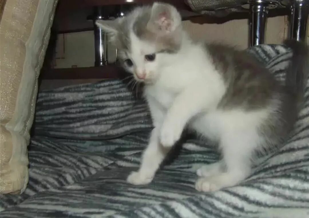 Белый кот с черными пятнами. Белый котенок с черными пятнышками. Белые котята с пятнами. Белые котята с пятнами. Норвежский лесной черный котенок метис.