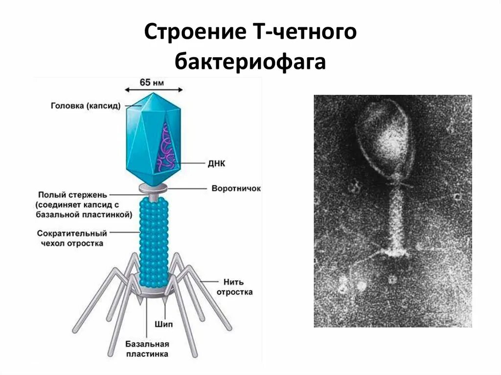 Бактериофагия