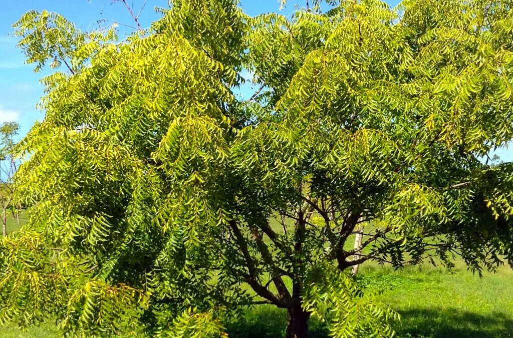 Как выглядит дерево ним. Азадирахта индийская дерево. дерево ниим. neem tree (azadirachta indica). ним (азадирахта индийская).