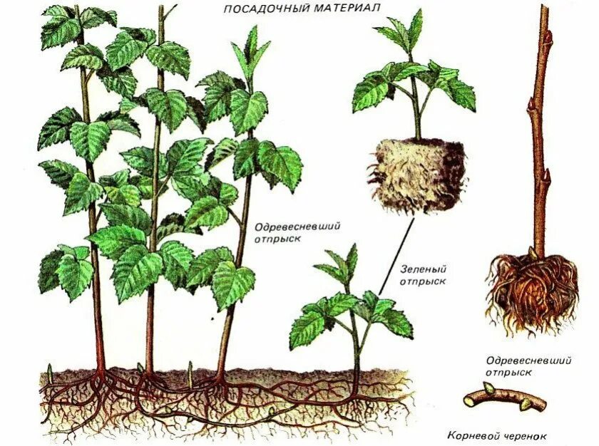 Способы размножения малины. Размножение малины корневыми отпрысками. малина размножается вегетативно. малина размножается черенками. ремонтантная малина корневые отпрыски.