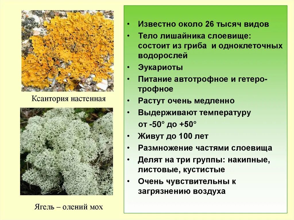 Свойства лишайников. Лишайники общая характеристика 5 класс. Общая характеристика накипные лишайники. Общая характеристика лишайников 9 класс. Лишайники строение питание размножение.