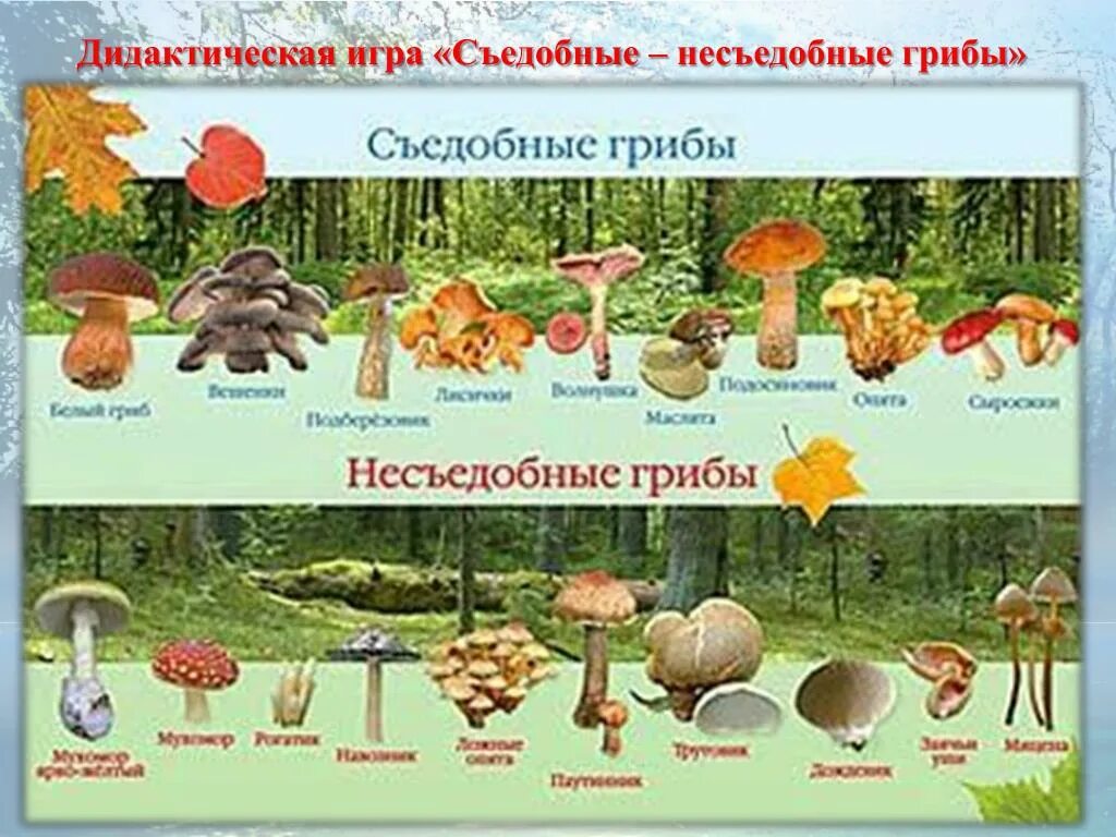 Съедобные и несъедобные грибы подготовительная группа. Карточки съедобные и несъедобные грибы для детей. сбедобные и не сьедобные грибы. несъедобные грибы для дошкольников. съедобные грибы для дошкольников.