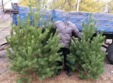 Авито сосна новогодняя оптом