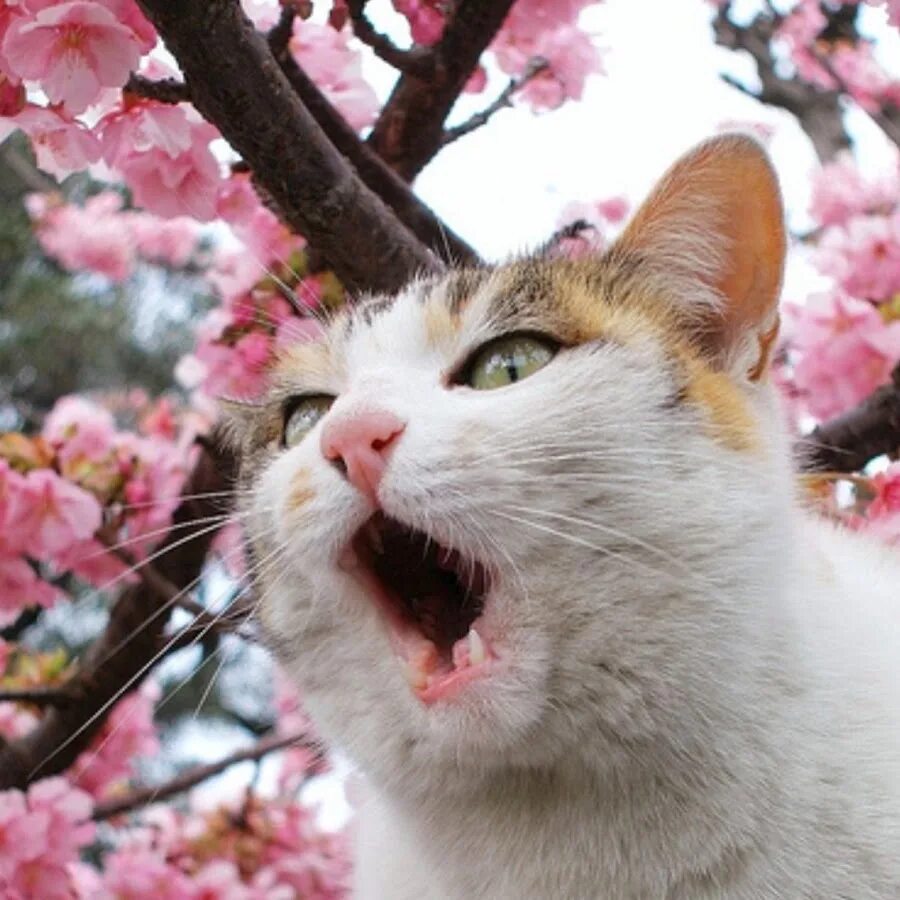 С днем весны картинки прикольные веселые смешные. Весенний котик.