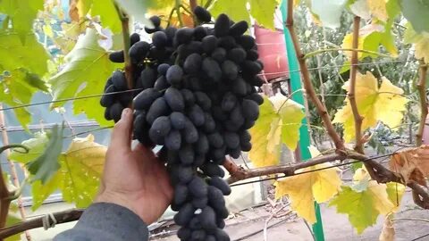 Виноград 2024