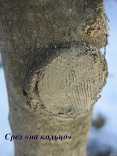 Срез яблони