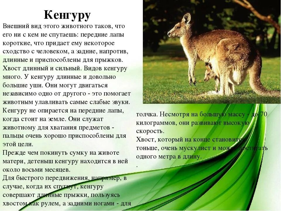 Картинки описание животных. Сообщение о кенгуру. интересные факты о кенгуру для детей. кенгуру краткая характеристика. кенгуру описание для детей.