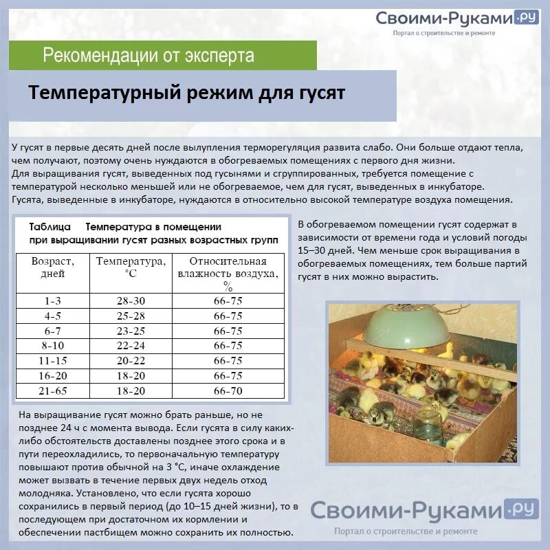 Инкубатор несушка температура для куриных. Температурный режим для вывода гусей в инкубаторе. Таблица вывода гусей в инкубаторе. Таблица вывода гусей в инкубаторе в домашних. Таблица для гусей инкубатор.