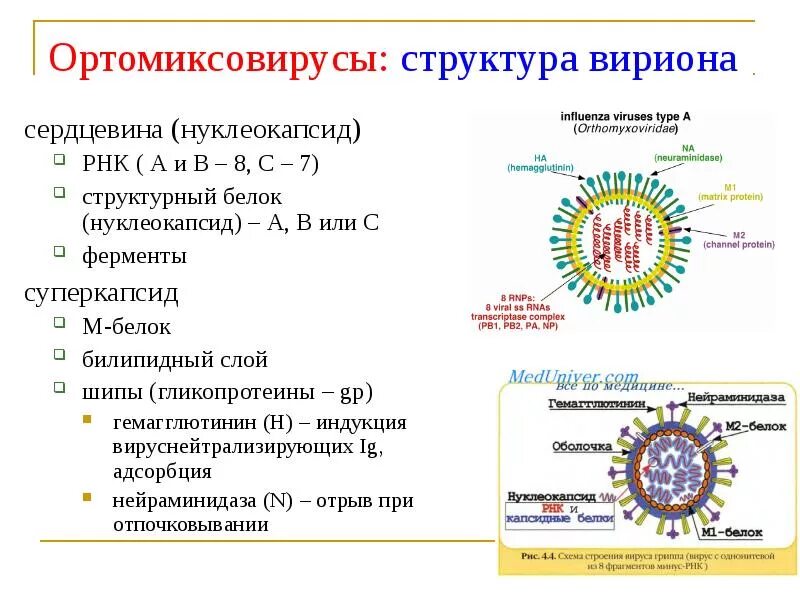 Грипп семейство. Структура вириона ортомиксовирусов. Структура вириона микробиология. Строение вириона вируса гриппа. Ортомиксовирусы микробиология рисунок.