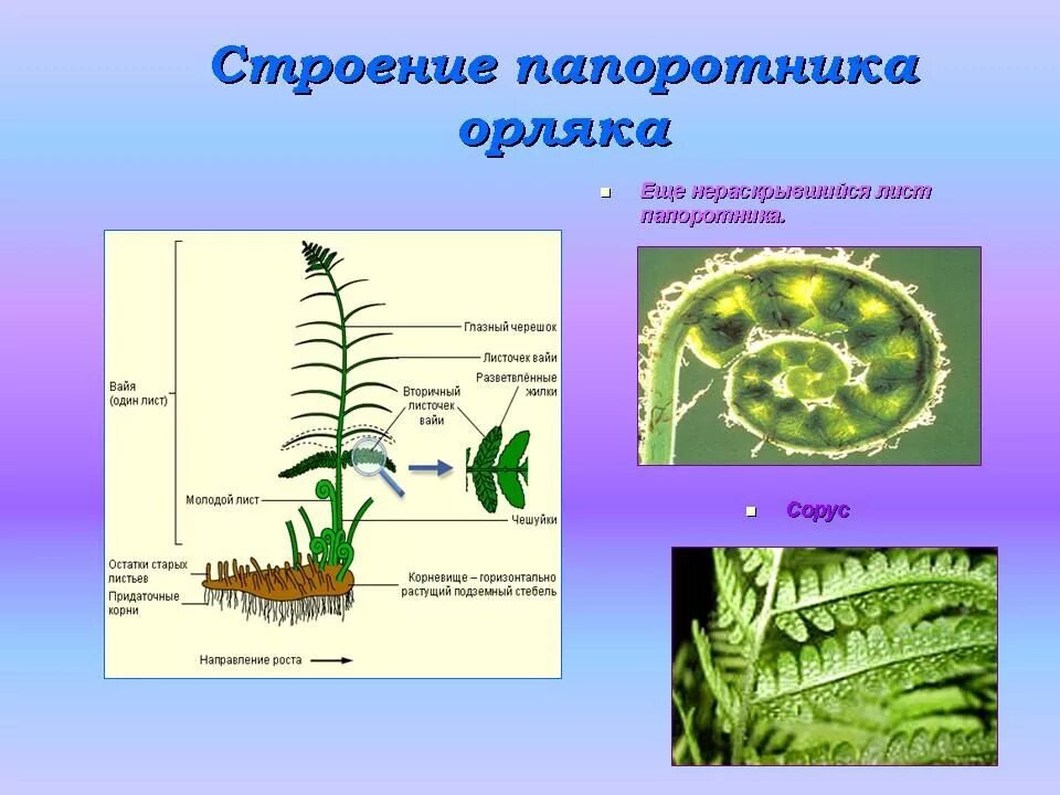 Папоротник орляк строение. Орляк обыкновенный строение. Строение папоротника орляка обыкновенного. Папоротник Щитовник строение.