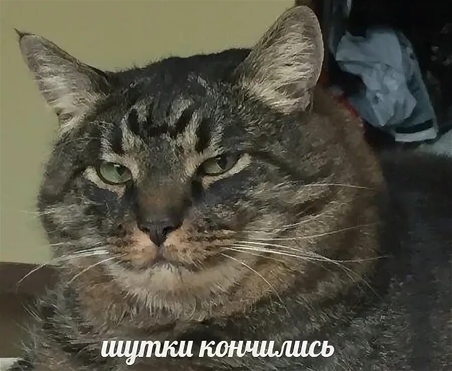 Кот мем привет. Шутки кончились. хуитнес кот. хуитнес мем. шутки кончились мем с котом.