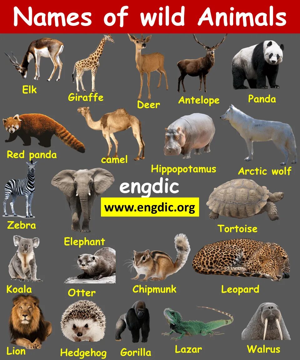 Имя animals. Wild animal names. Wild animals список. Wild animals in English. Domestic animals Wild animals список.