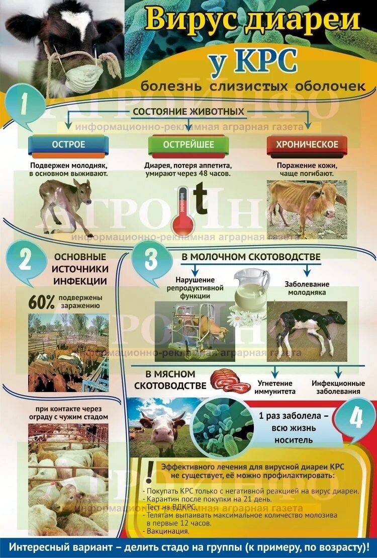 Вирус диареи крупного рогатого скота. Вирусная диарея крупного рогатого скота. Вирусная диарея крупного рогатого скота. Вирусная диарея крс возбудитель. Вирусная диарея крс возбудитель.