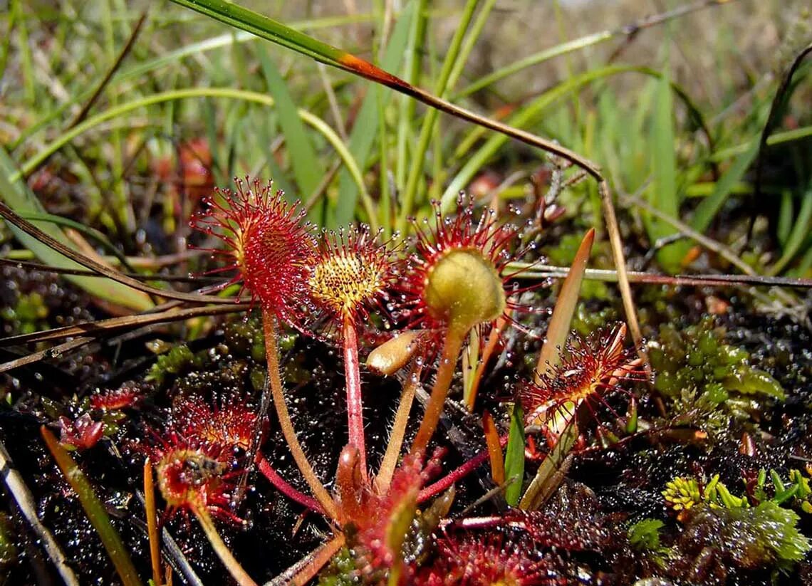 ловчие листья росянки и колючки барбариса. росянка ленобласть. видоизмененные листья и почки. ловчие листья росянки и колючки барбариса. ловчие листья росянки и колючки барбариса.