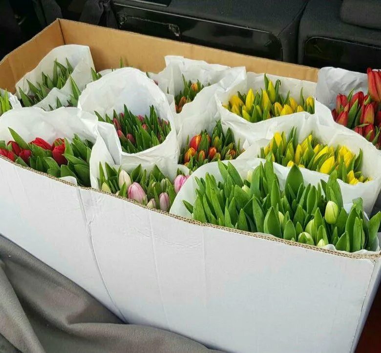 Тюльпаны оптом иркутск купить. Тюльпаны на складе. Тюльпаны в коробках склад. Тюльпаны на оптовом в коробках. Коробки с тюльпанами опт.