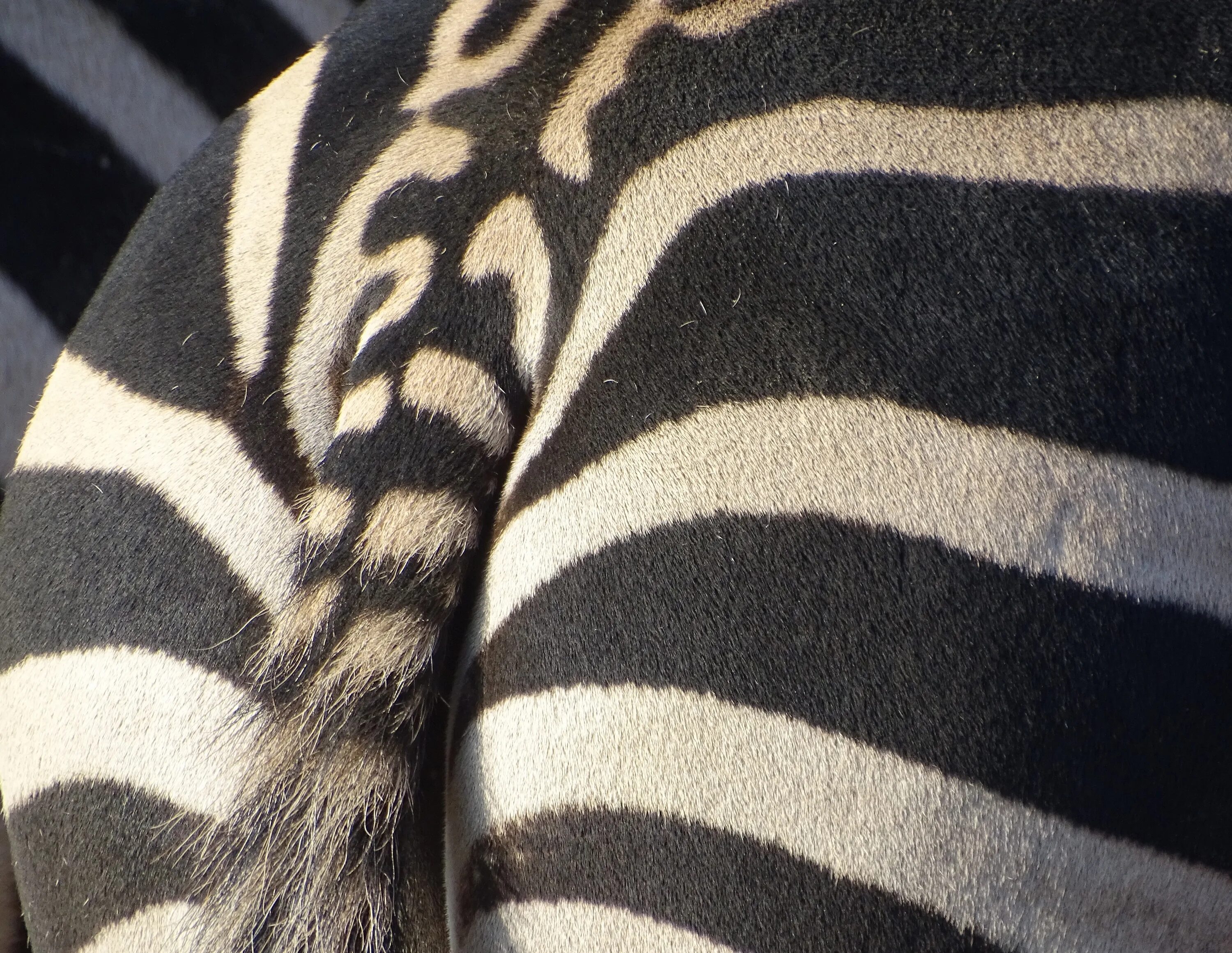 Zebra lanes
