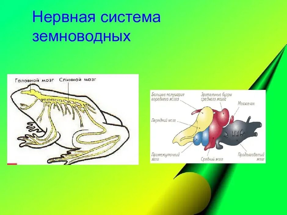 Сравнение головного мозга рыб и земноводных. Строение нервной системы лягушки. строение нервной системы земноводных. нервная система лягушки 7 класс. нервная система амфибий.