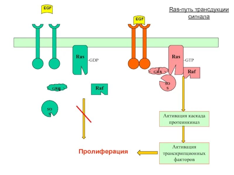 Сигнальный фактор это. Эпидермальный фактор роста EGF. Активация инсулином сигнального пути ras. Схема механизма трансдукции сигнала. Сигнальные пути ras Raf.