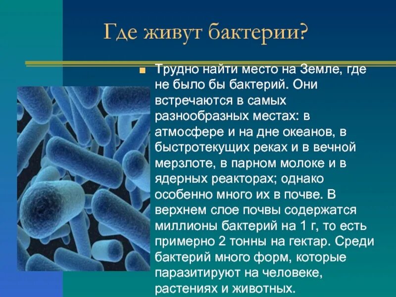 Биология 5 краткое содержание. Доклад о бактериях. Бактерия бацилла 5 класс биология. Бактерии доклад 5 класс. Доклад о бактерии 5 класс по биологии бациллы.