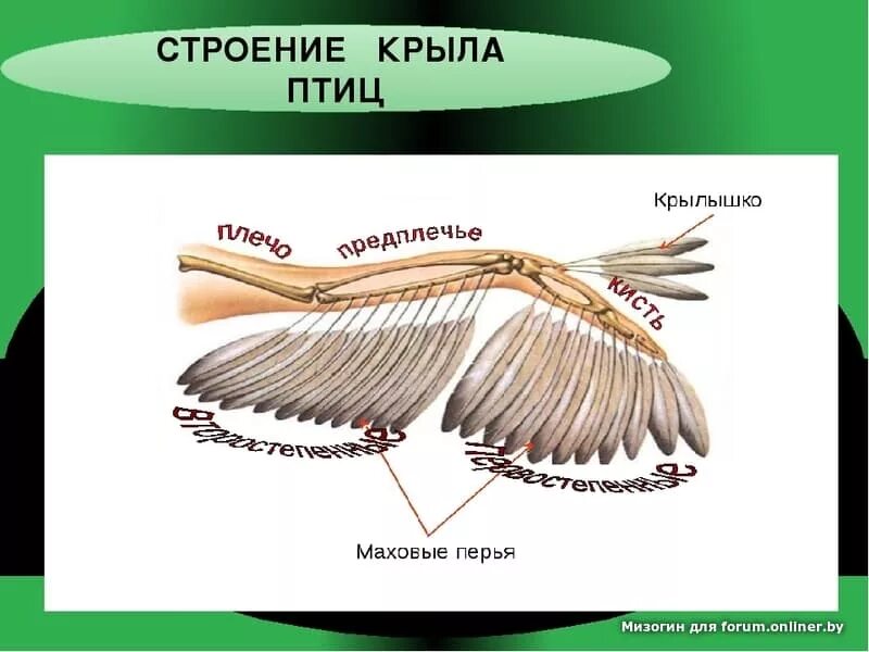 Строение крыла птицы. Крыло птицы строение. Отделы крыльев у птиц. Строение крыла голубя. Расположение перьев у птиц