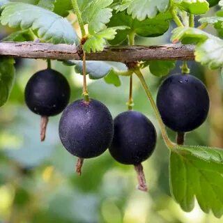 Пользы йошты
