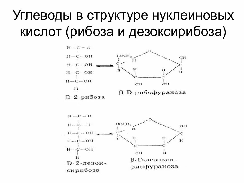 Функции нуклеиновых кислот углеводов. Функции рибозы и дезоксирибозы. Дезоксирибоза функции. Окисление дезоксирибозы уравнение. Рибоза строение.