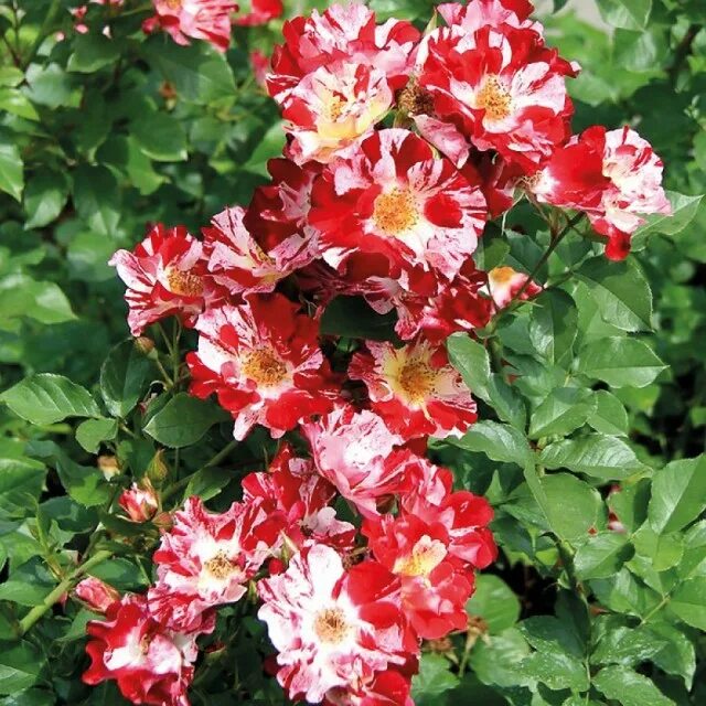 Фор фо ю. Плетистые розы форт оф джули (fourth of july).