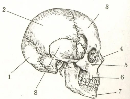 Череп рисунок 8 класс. Череп рисунок 8 класс