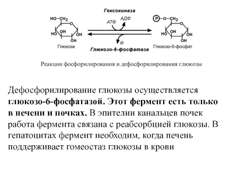 Печень атф. Реакция дефосфорилирования глюкозо-6-фосфат. Глюкозо 6 фосфатаза функции. Глюкозо-6-фосфатаза кофермент. Регуляция глюкозо-6-фосфатазы.