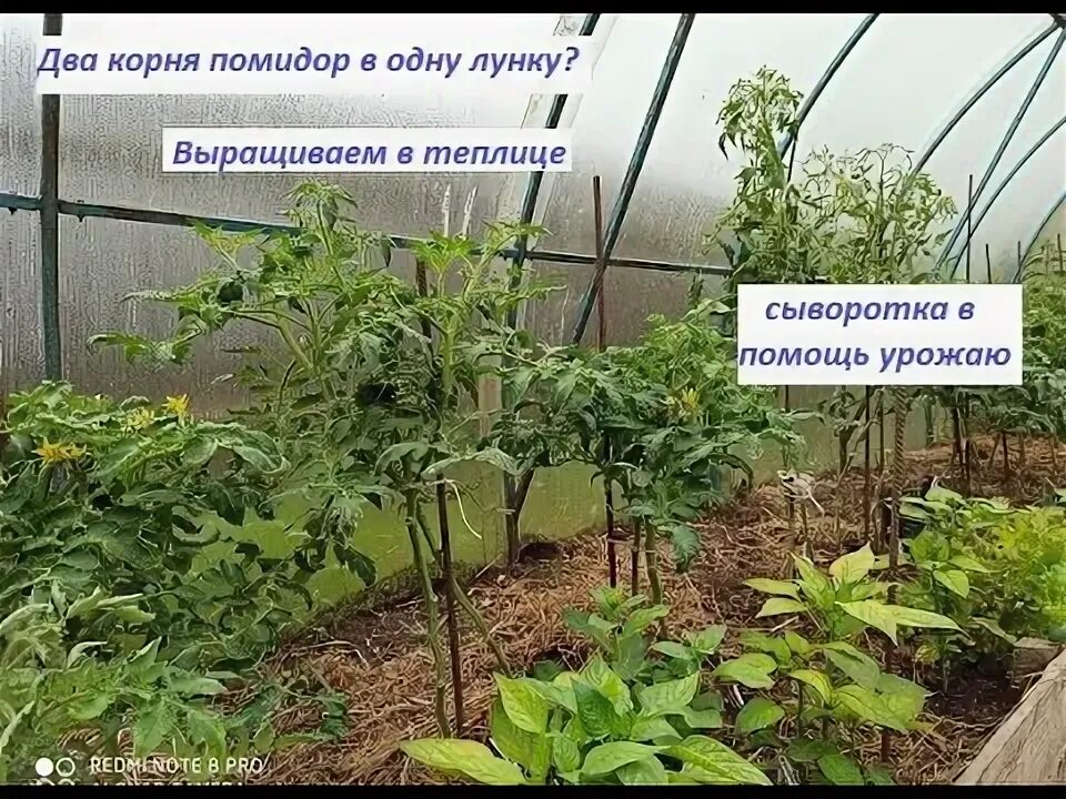 Помидоры сажать по 2. Томаты в теплице по 2 корня в лунку. Два томата в одну лунку в теплице. Посадка томатов в два корня в лунку. Посадка томатов в одну лунку 2 корня.