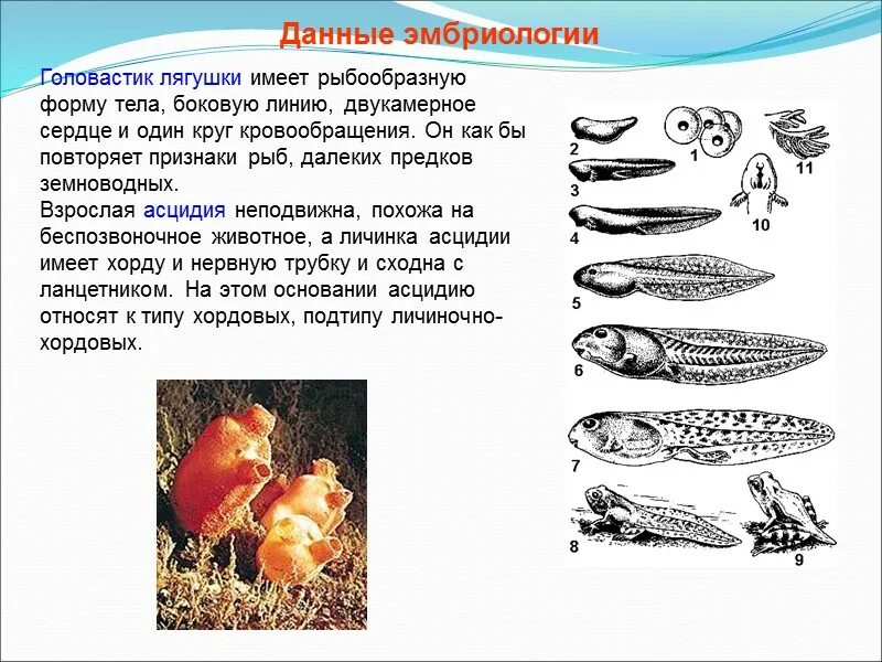 Из чего состоит головастик. Асцидии химический состав. Сходный химический состав это в биологии. Рыба, состоящая из одной клетки.