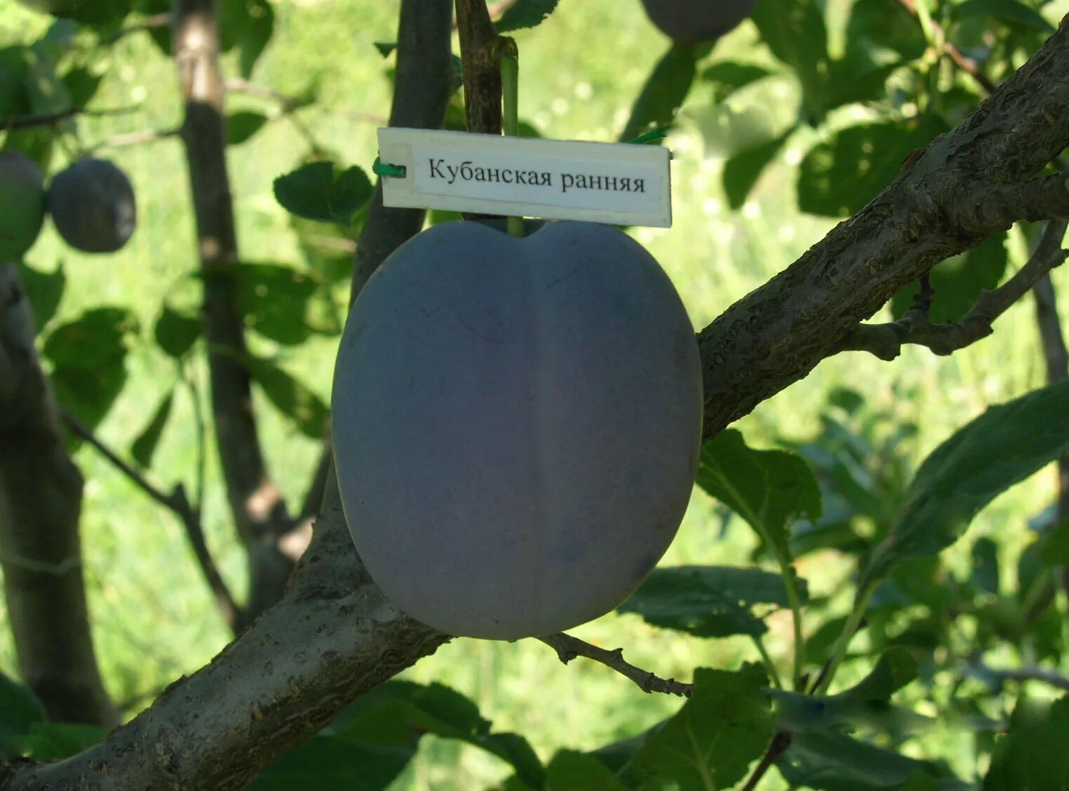 Сорт кубань. Слива сорт венгерка кубанская. слива кубанская ранняя. сорт сливы кубанская ранняя. слива кубанская ранняя опылители.