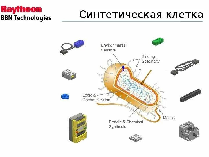 Синтеза упаковка. Опасность синтетической биологии. Синтетическая биология схема. Синтетическая биология кратко. Синтетические процессы это в биологии.