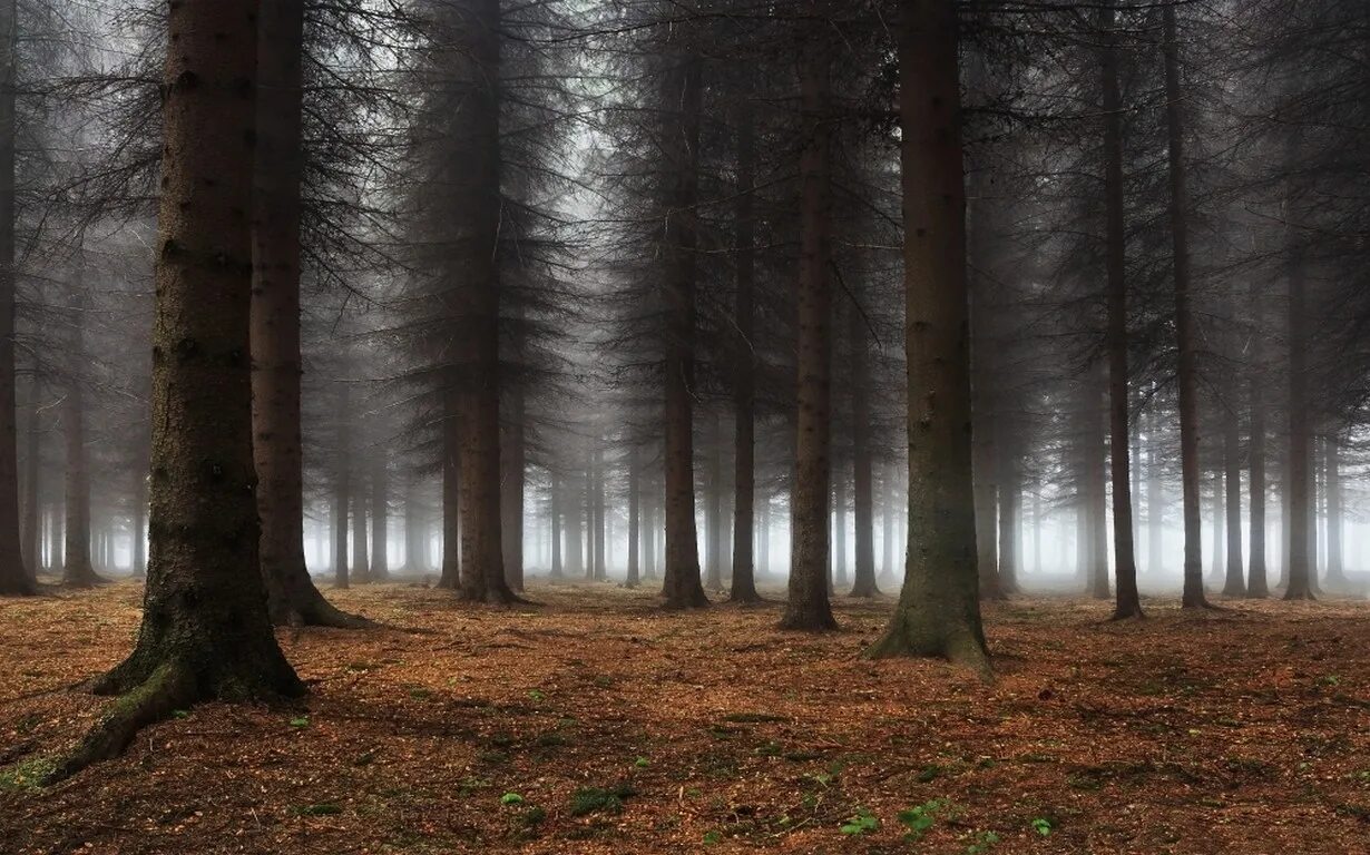 Темное изображение. Темный лес / the Woods. Дарк Форест густой лес. Густой темный лес. Жуткий лес.