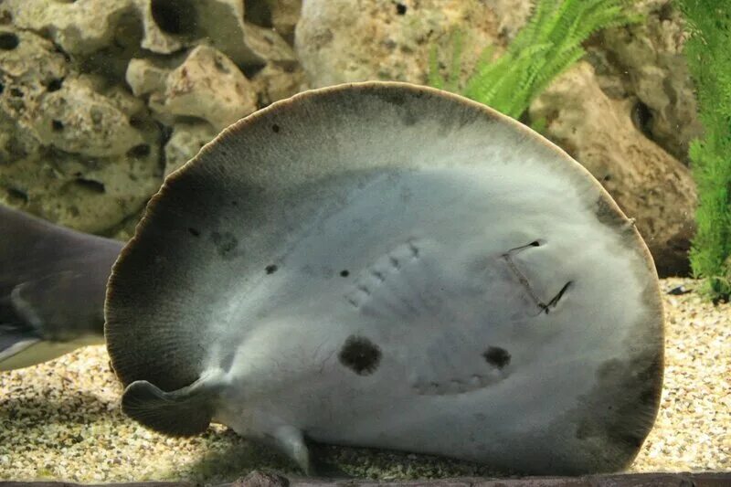 Рыба скат моторо. Скат хвостокол моторо. Глазчатый хвостокол. Рыба скат моторо. Скат хвостокол глазчатый.