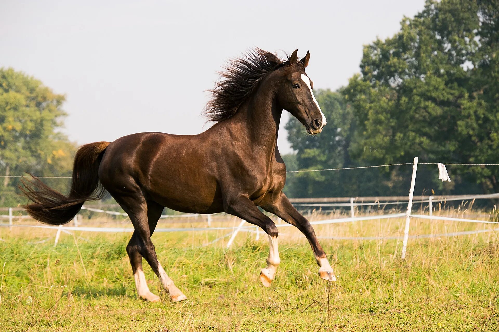 Американская верховая сэддлбред. Американская Скаковая лошадь чистокровная. Английская чистокровная верховая лошадь. Лошадь породы американская верховая.