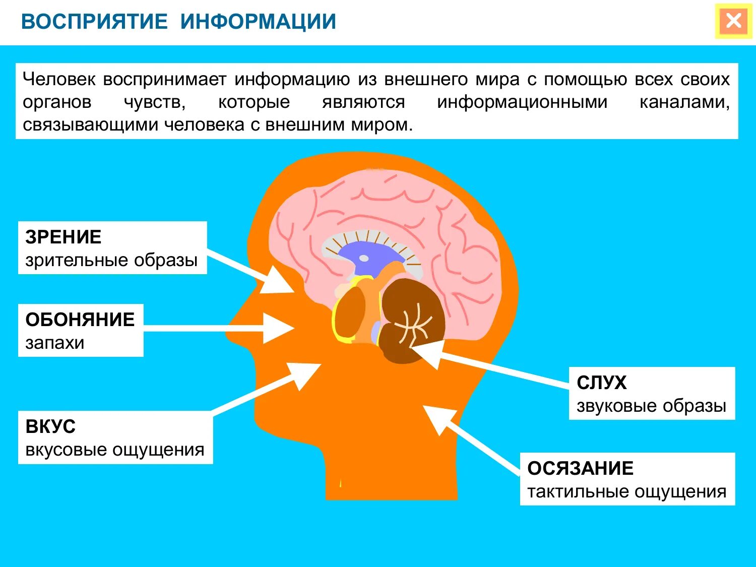 Орган образа восприятия