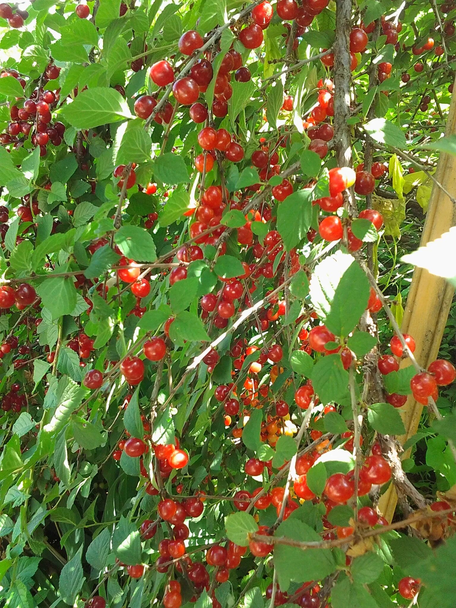 Вишня войлочная натали куст. Вишня войлочная (с2 н40-60). Вишня войлочная алиса. Вишня войлочная натали куст. Черешня китайская.