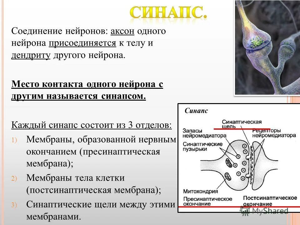 Осуществляет связь между нейронами какой нейрон. Нейрон Аксон синапс. Нейрон Аксон дендрит синапс. Синопсис нейрона. Строение нервной клетки синапс.