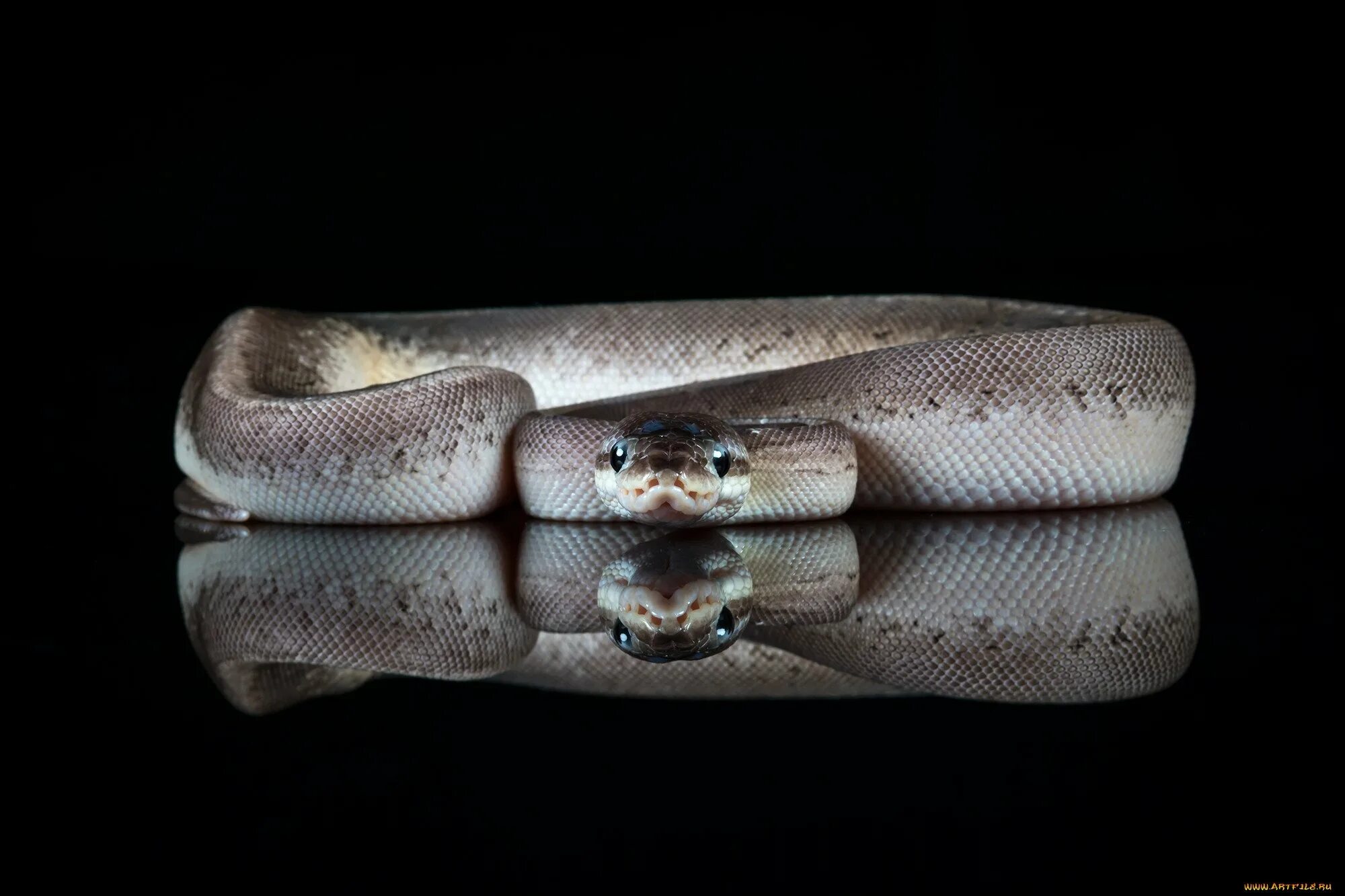 Экран питона. Экран питона. Питон змей. Cottonmouth snake. Радужный сетчатый питон.