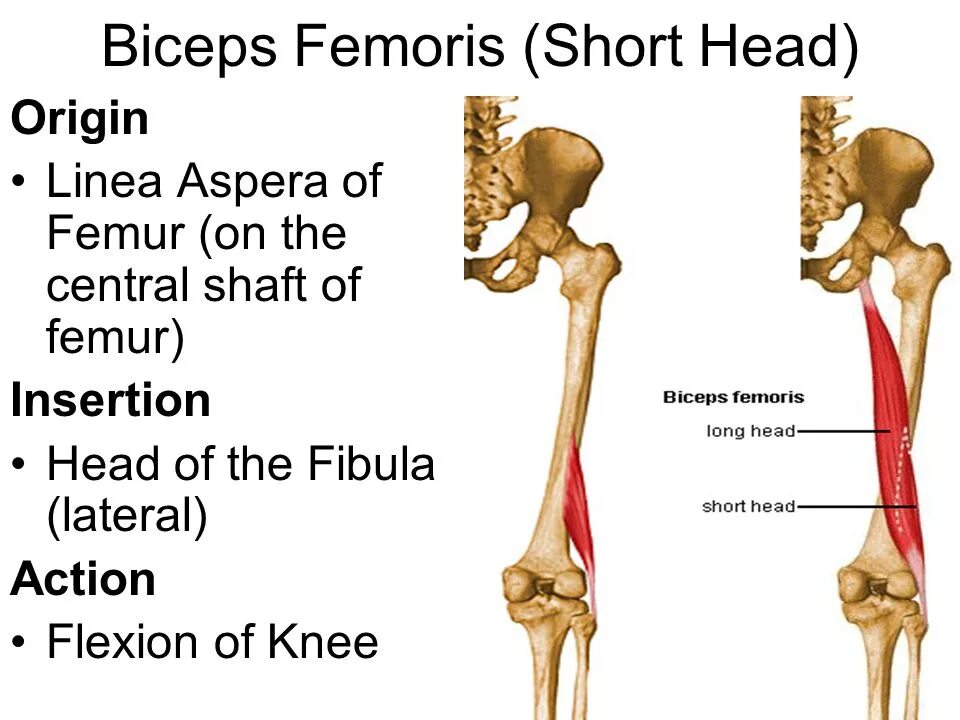 Linea aspera перевод. Linea aspera femoris. femur латынь. biceps femoris. femoris латынь.