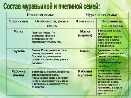 Биология 7 пчелы