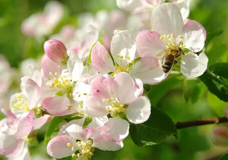 Apple flowers