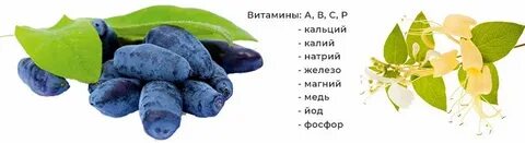 Жимолость калорийность
